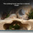 Small fish sheltering in an aquarium hiding cave