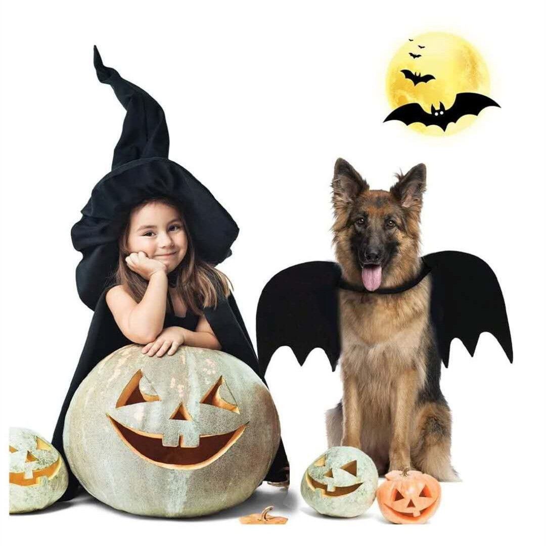 Cat wearing black felt bat wings for Halloween