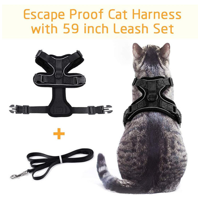 Breathable mesh reflective harness and lead set on a small cat