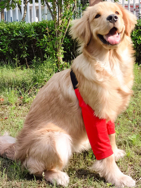 Padded elbow protectors on a large dog lying on a wooden floor