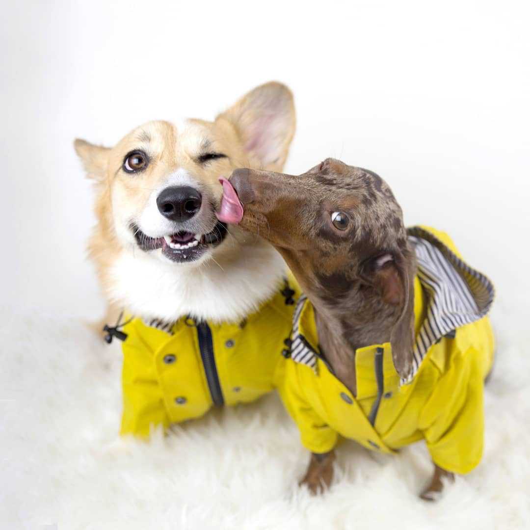 British retro thick dog raincoat with cotton lining in Yellow, showing size and shape