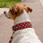 Punk-style studded PU dog collar in 4 colour options