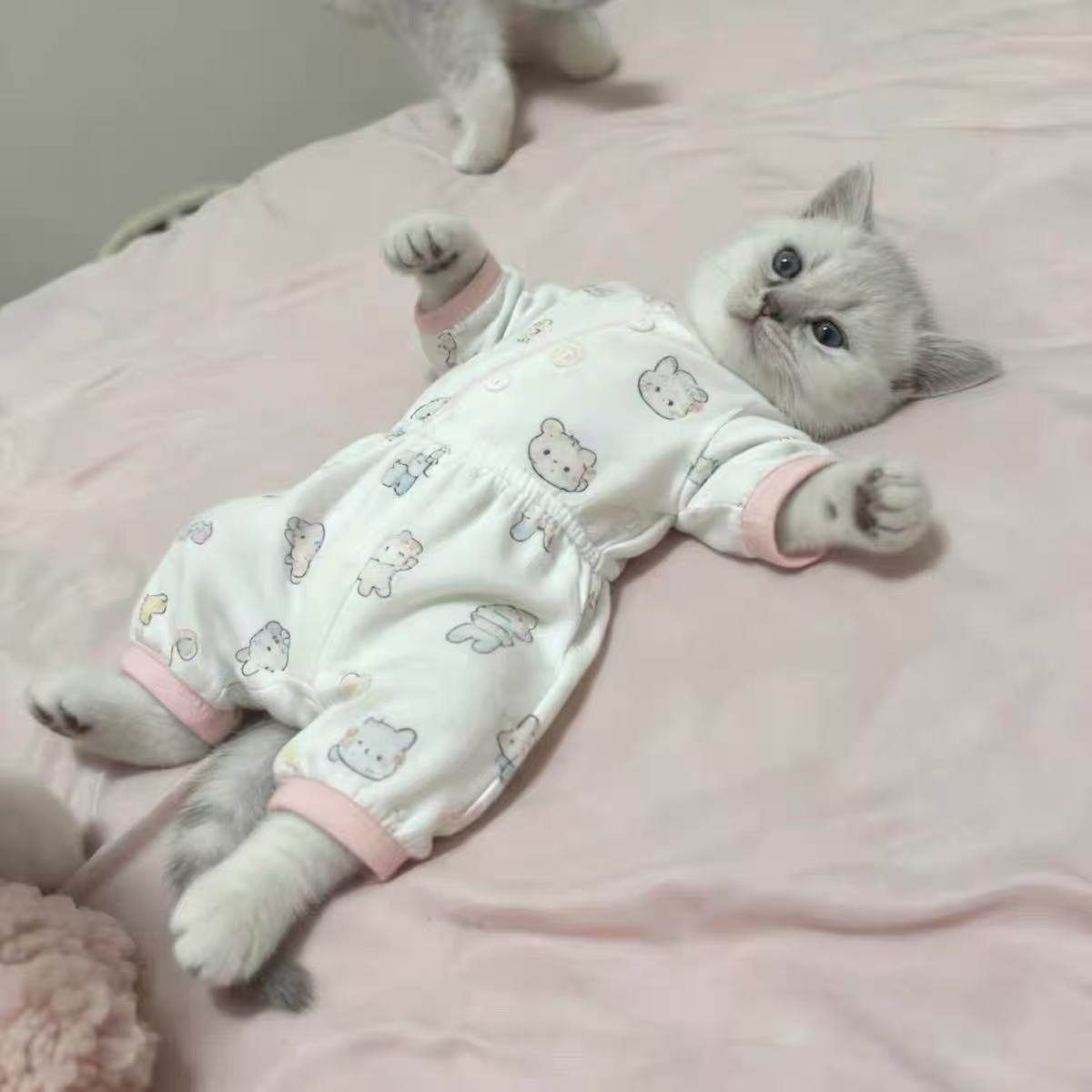 Cute kitty print pet pyjamas on a small dog, view 10