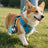 Portable Pet Water Bottle Outdoor Drinking Cup