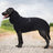 Hooded polar fleece dog jumper, available in 5 colours, sizes Small to 5XL, image 12