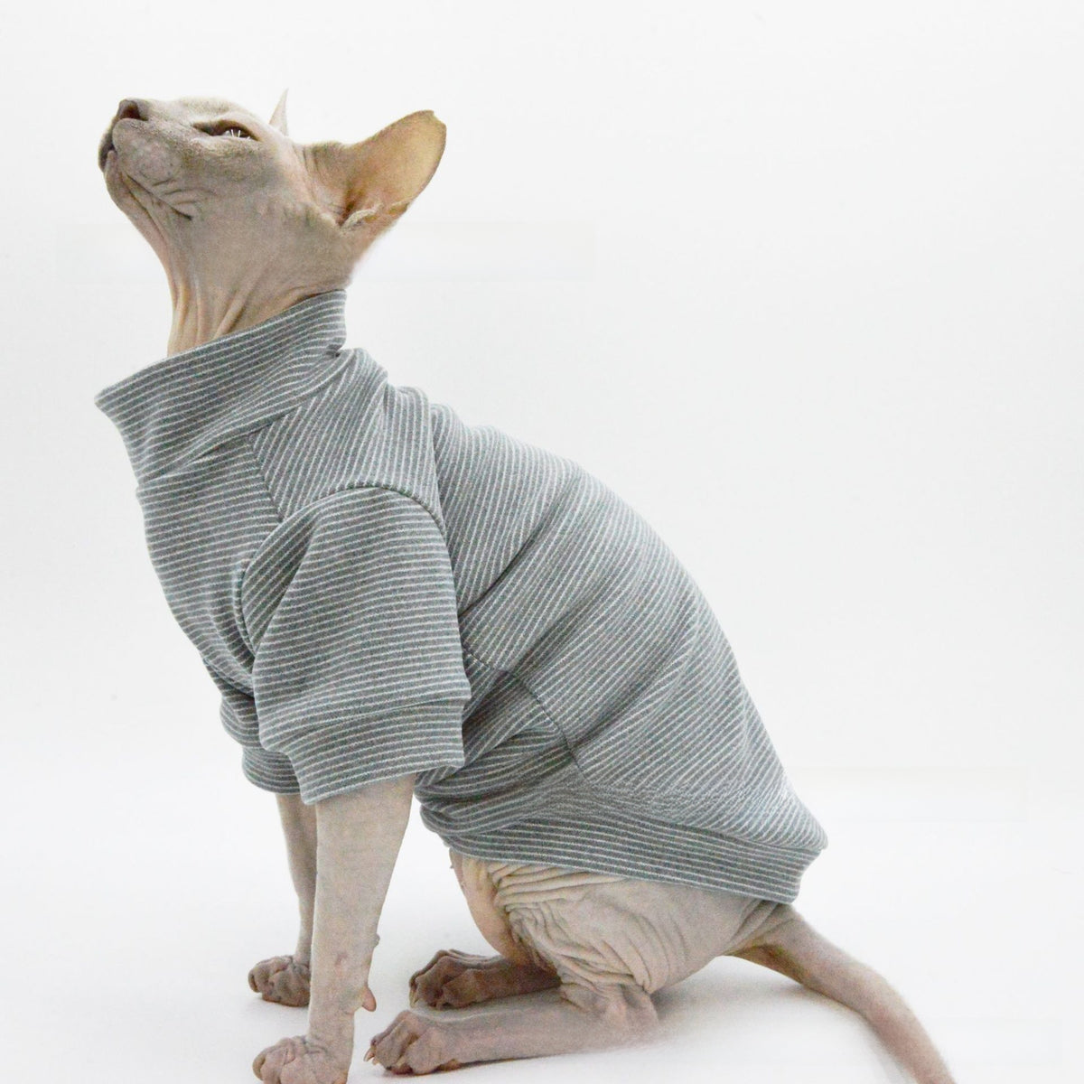 Hairless cat wearing a grey striped belly cover top