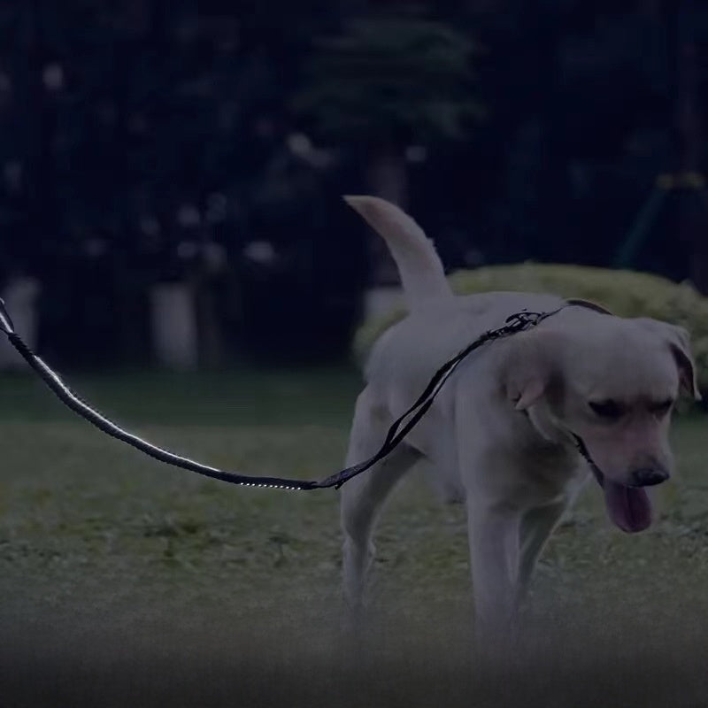 Padded handle nylon lead for large dogs, ideal for everyday use