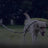 Padded handle nylon lead for large dogs, ideal for everyday use