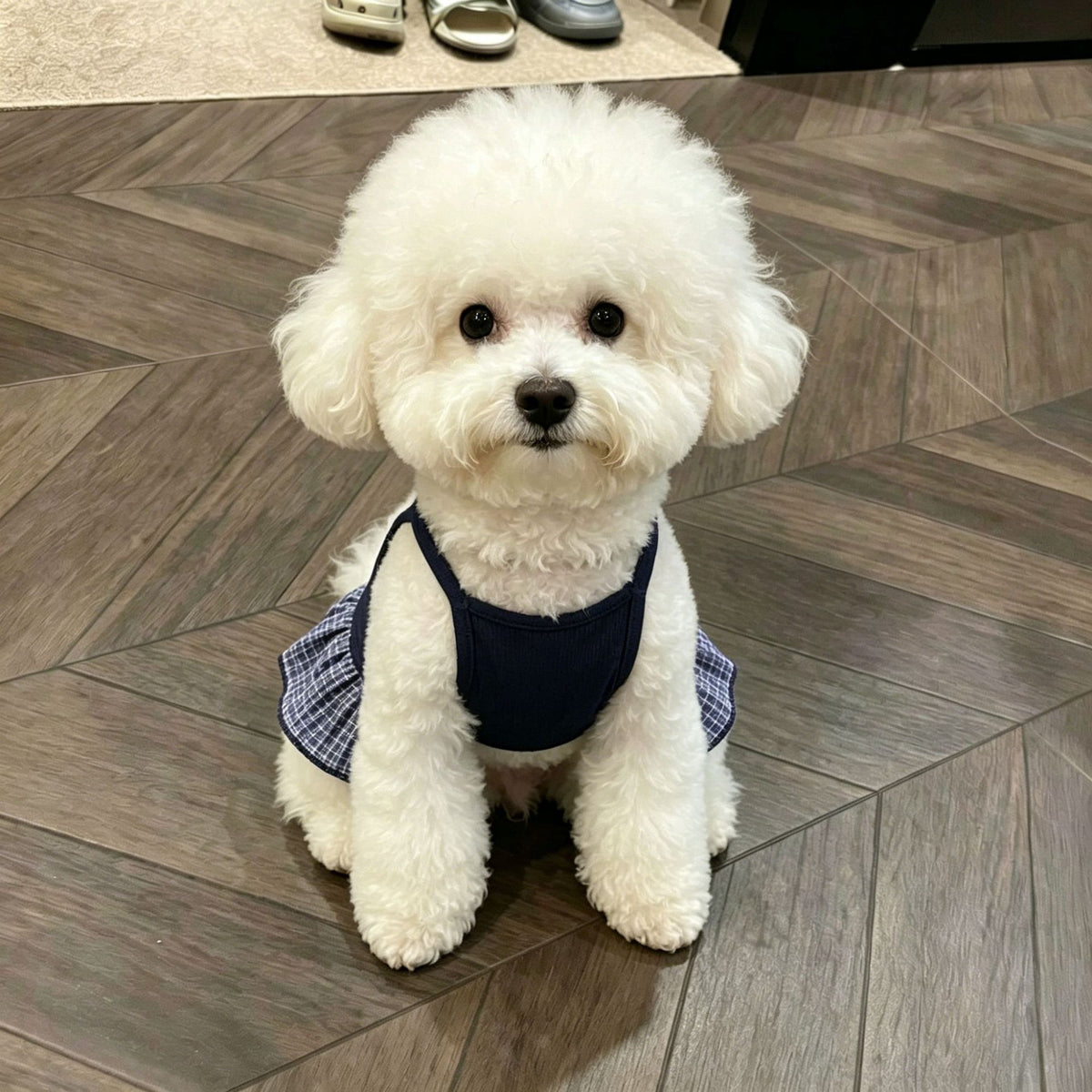 Small dog in a blue breathable vest dress with bows