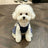 Small dog in a blue breathable vest dress with bows