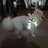 Light up dog harness with reflective strap shown in seven colours