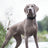 Tactical polyester dog collar with grip handle, product image 2