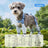 Anti-slip dog shoes with TPE soles and straps, product image 46