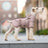 Small dog in a khaki cotton padded water resistant coat