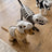 Lightweight dinosaur skeleton costume for dogs and cats, available in 3 colours, image 3