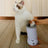 Electric Paw Cleaner Cup with Rotating Brushes for Dogs and Cats