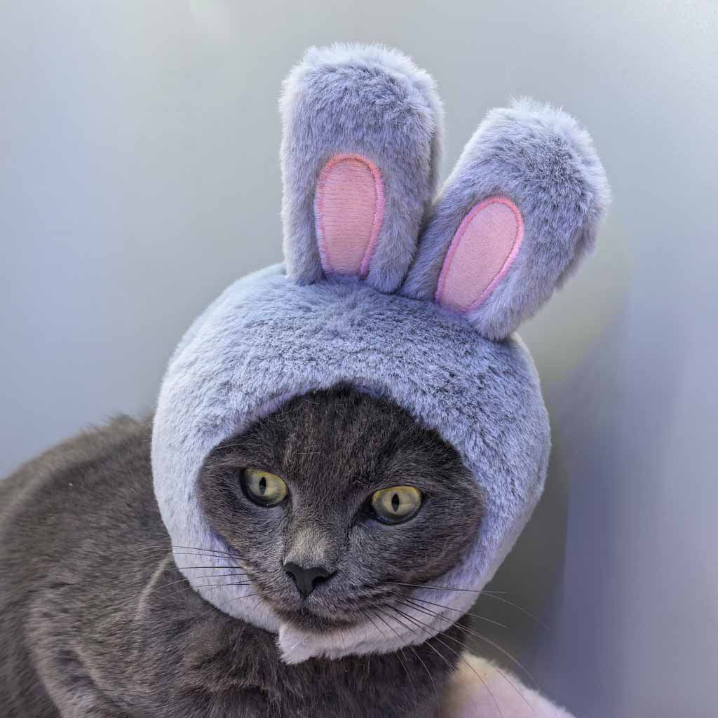 Bunny ear hat for dogs and cats, available in 3 colours, image 10