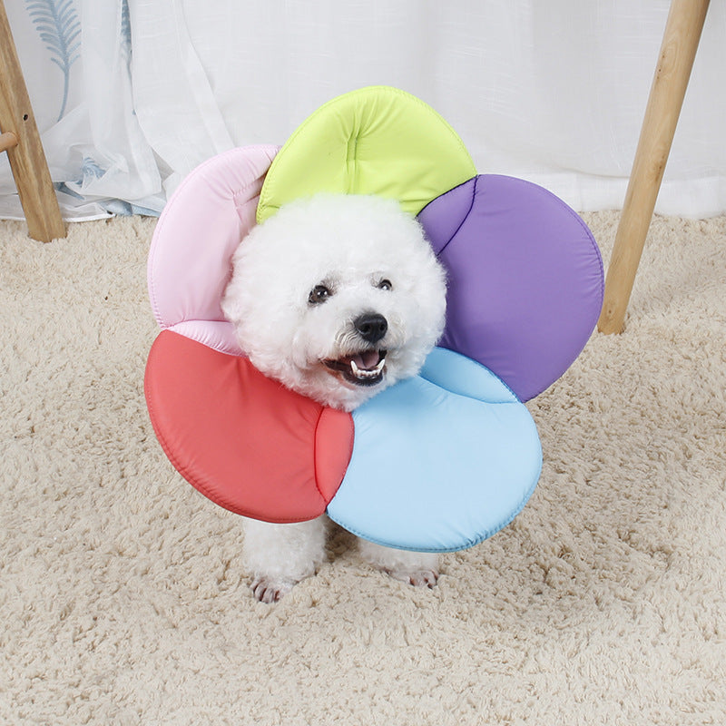 Soft sponge pet recovery collar in rainbow colours on a cat