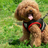 Breathable mesh harness and lead set for cats and small dogs in purple, view 4