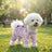 Four leg dog coverall with lead attachment, available in 2 colours, image 53