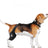 Dog Hind Leg Knee Protector Support Belt