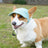 Corduroy sun hat for dogs and cats, available in 3 colours, image 1