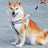 Y-shaped reflective dog harness, 4 sizes available from Pet Royale UK