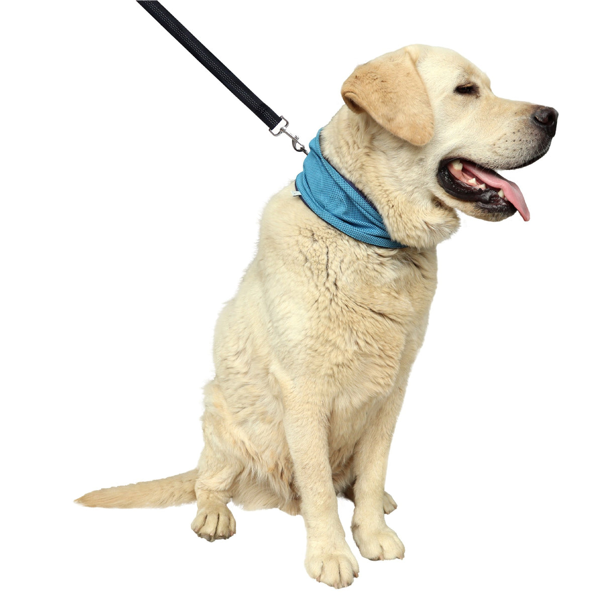 Adjustable cooling scarf for dogs in Grey, close-up detail