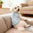 Sherpa fleece bear dog vests in blue, yellow and brown with leads