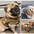 Tactical MOLLE cat harness vest in nylon, product image 1