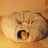 Grey foldable long plush round cat tunnel bed, view 4