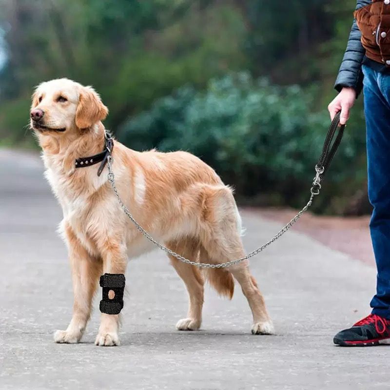 Polyester dog knee pads protecting leg joints of senior dogs, in a home setting