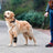 Polyester dog knee pads protecting leg joints of senior dogs, in a home setting