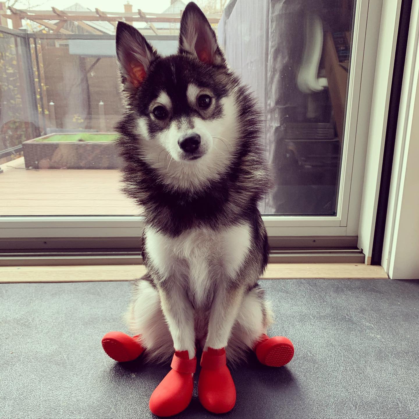 Small dog wearing bright silicone rain boots on a wet pavement