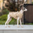 Water-resistant padded dog winter jacket in Khaki, close-up detail
