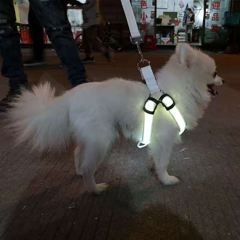 LED fibre optic dog harness glowing blue on a night walk