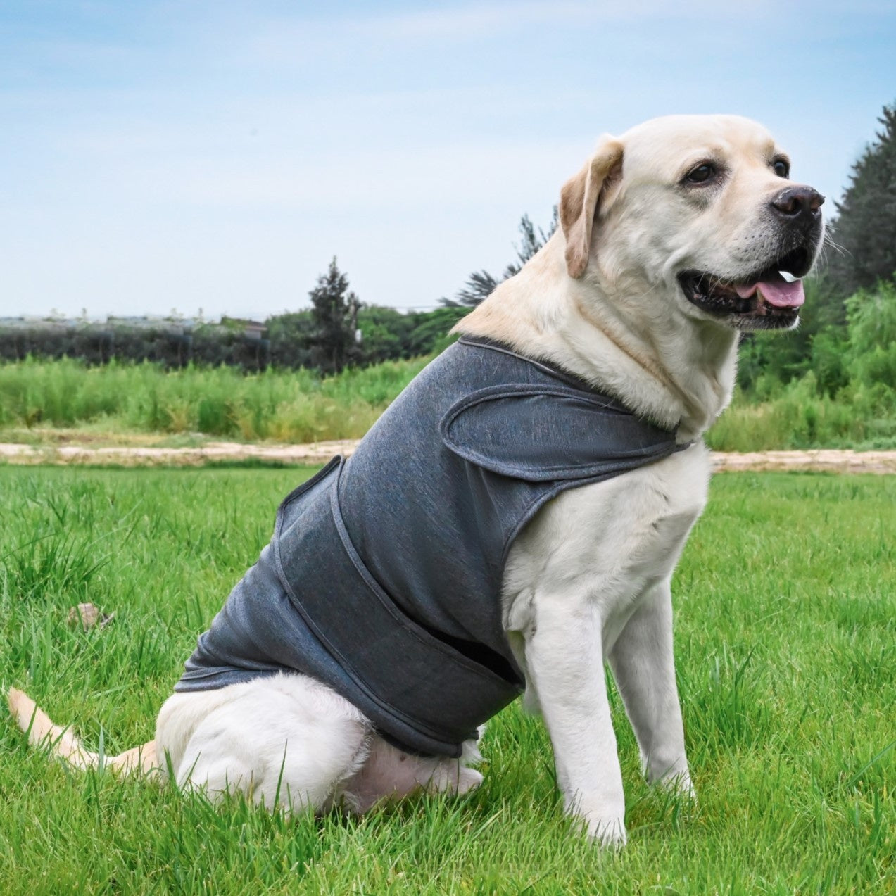 Cotton dog comfort pressure vest, available in 6 colours, image 3