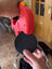 Green automatic retractable dog lead, available from Pet Royale UK