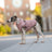 Water-resistant padded dog winter jacket in Smoke Pink, side view