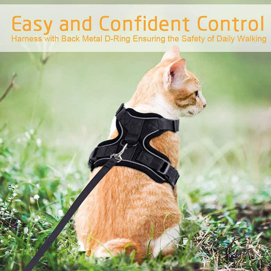 Breathable mesh reflective harness and lead set on a small cat