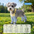 Anti-slip dog shoes with TPE soles and straps, product image 30