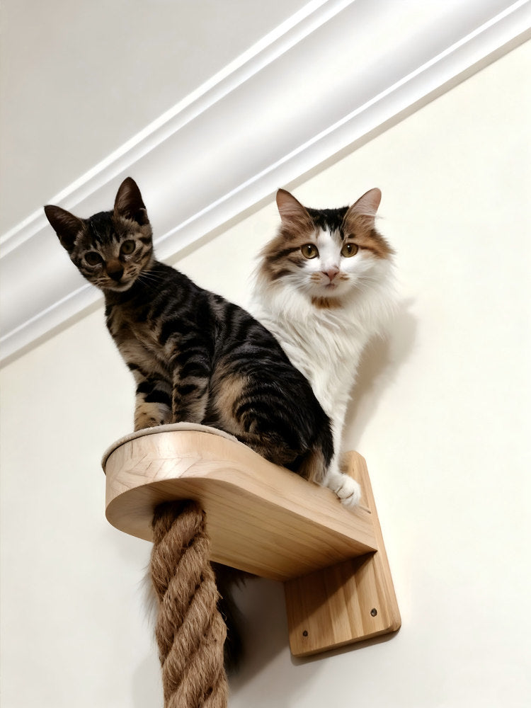 Cat climbing a hemp rope on a wooden wall frame
