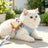 Burger and toast pet harness with lead, ideal for everyday use