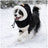 Small dog wearing a black winter hat with ear cover
