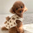 Cotton pet vest with 3D teddy bear pocket in White, in a home setting