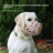 Light pink breathable plastic basket dog muzzle with adjustable straps, product image 1