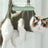 Cat Grooming Restraint Bag for Bathing, Nail Trimming and Ear Care