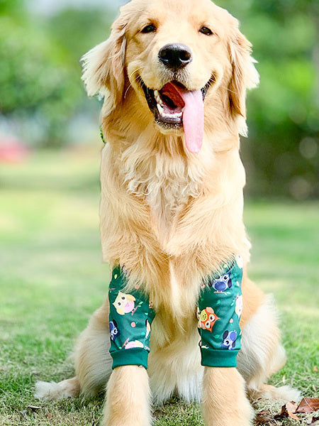 Padded elbow protectors on a large dog lying on a wooden floor