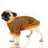 Halloween pet costumes in black cat and orange stripes