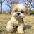 Striped polo shirt for small dogs and cats, available in 3 colours, image 20